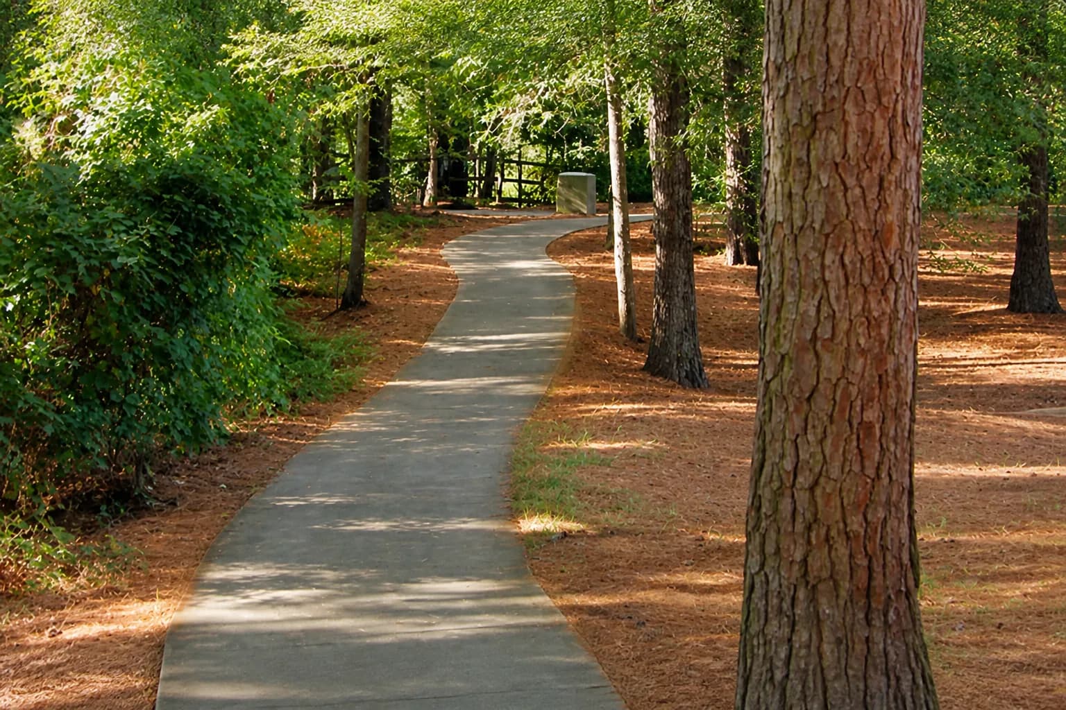 Tree-lined residential street in Great Neck, Virginia Beach