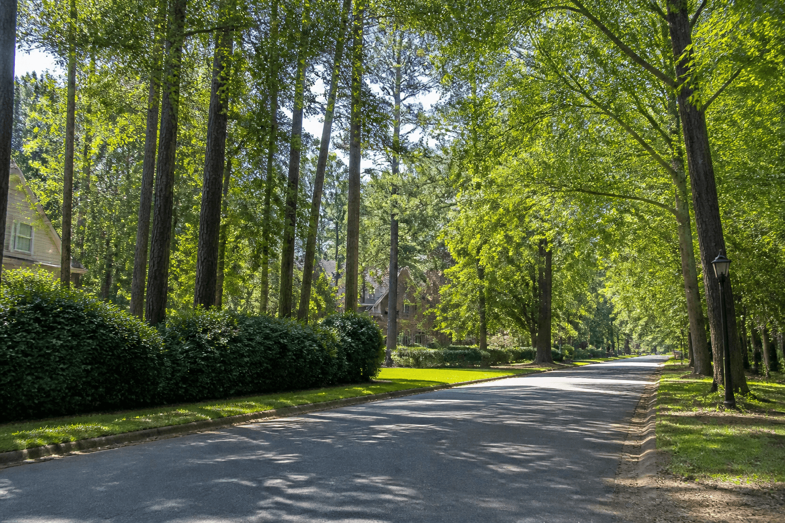 Wooded residential street in Croatan, Virginia Beach