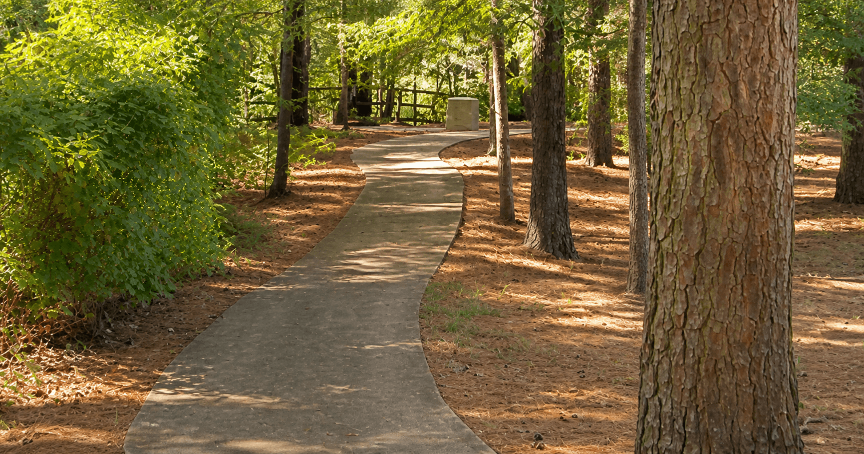 Tree-lined residential street in Great Neck, Virginia Beach