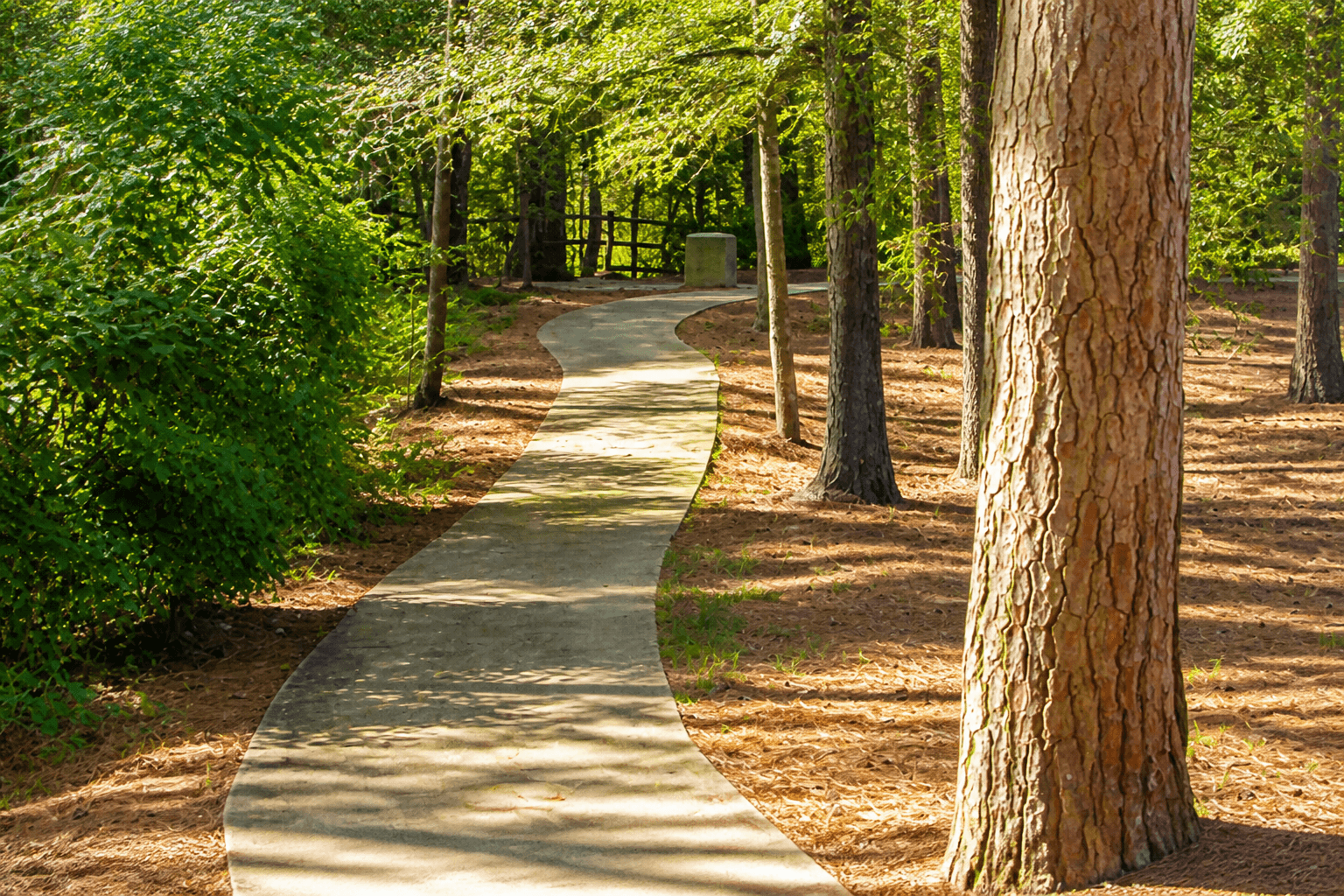 Tree-lined residential street in Great Neck, Virginia Beach