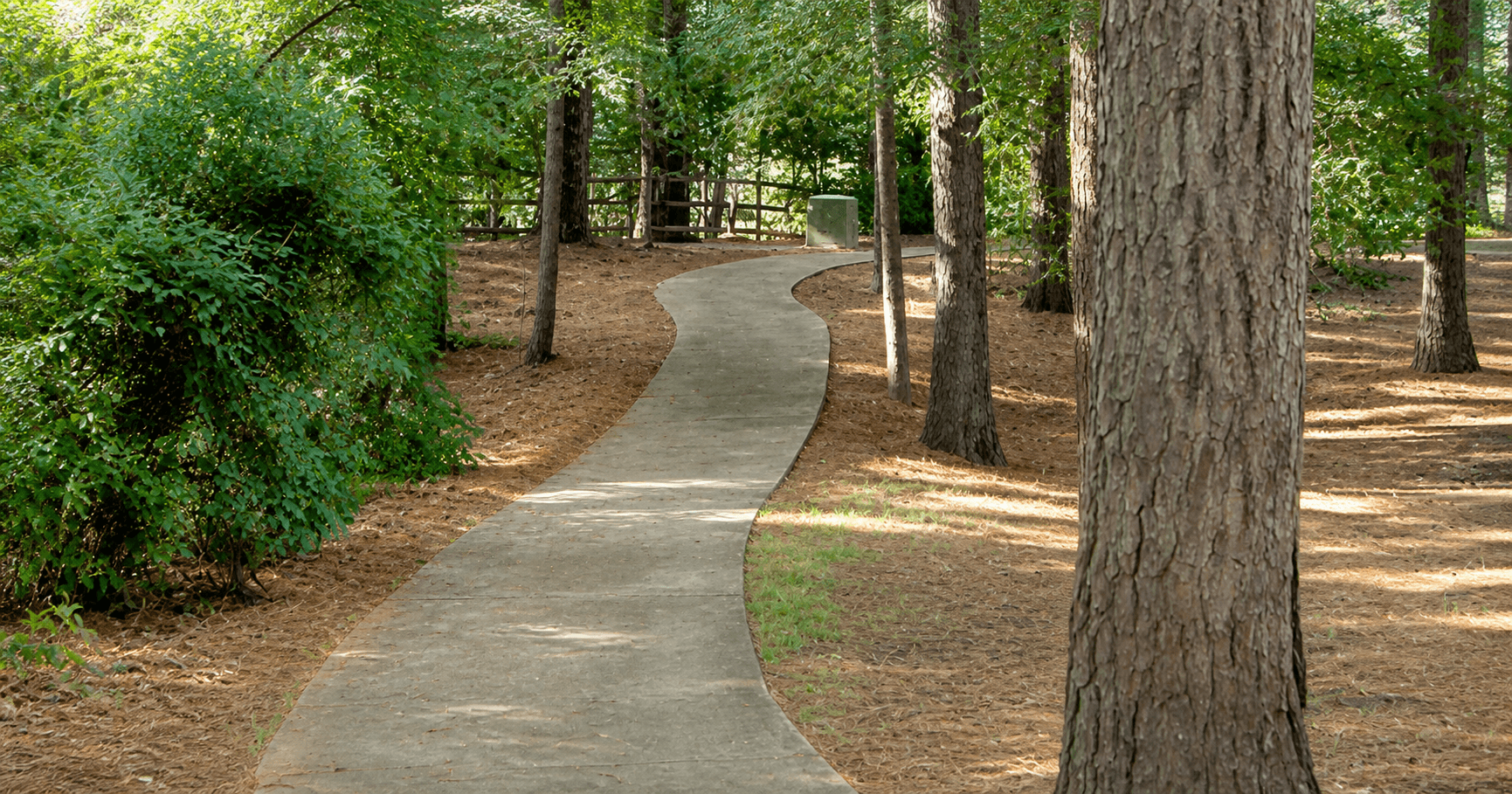 Tree-lined residential street in Great Neck, Virginia Beach